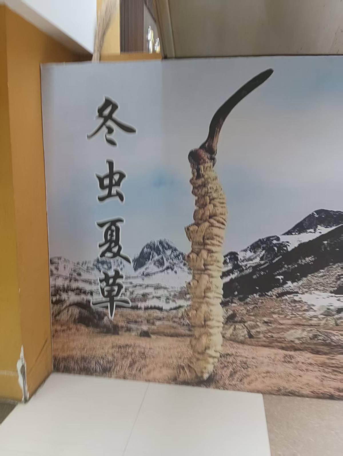 瀚麟汇冬虫夏草